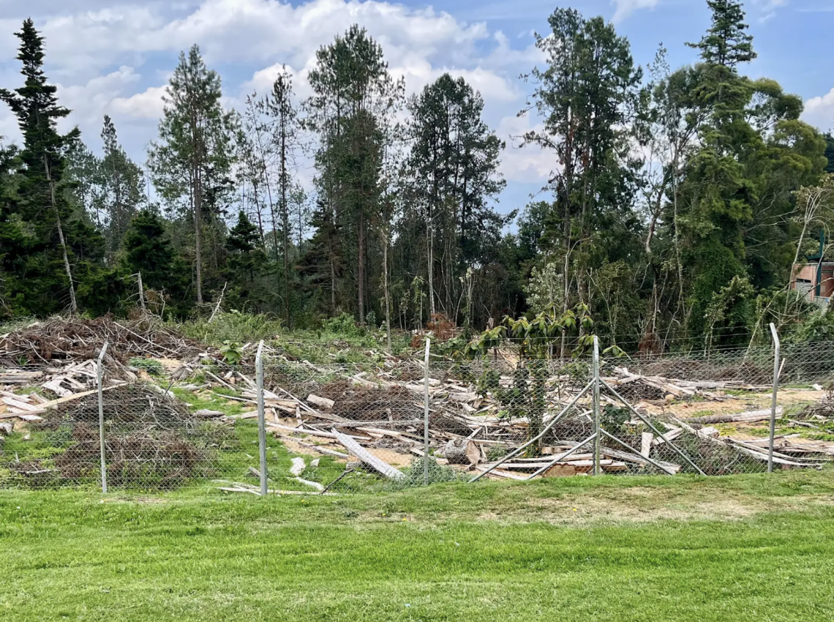 What's Really Happening Behind the High School? Students Weigh in on Tree Removal